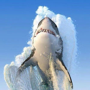 Meet your Posher, Jake